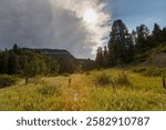 In the Perins Peak State Wildlife Area near Durango, Colorado, a serene meadow with tall grasses stretches into the distance, framed by a mix of trees. Sunlight breaks through an overcast sky on the p