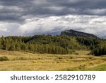 In the Perins Peak State Wildlife Area near Durango, Colorado, a serene meadow with tall grasses stretches into the distance, framed by a mix of trees. Sunlight breaks through an overcast sky on the p