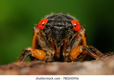 Periodic Cicada (17 Year) Portrait, (Magicicada Setendecim), NJ