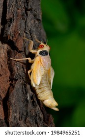 Periodic Cicada Emerging From Nymph Stage