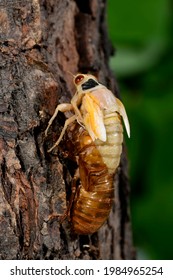 Periodic Cicada Emerging From Nymph Stage