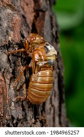 Periodic Cicada Emerging From Nymph Stage