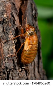 Periodic Cicada Emerging From Nymph Stage