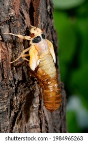 Periodic Cicada Emerging From Nymph Stage