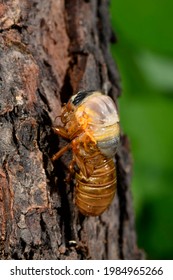 Periodic Cicada Emerging From Nymph Stage