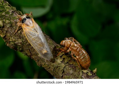 Periodic Cicada Fully Emerged And Drying, New Jersey