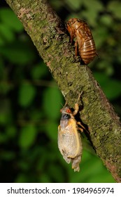 Periodic Cicada Fully Emerged And Drying, New Jersey