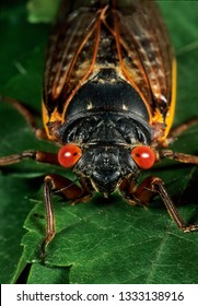 Periodic Cicada (Magicicada Sp.) From Brood X In Northern Virginia.