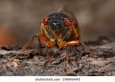 Periodic Cicada Portrait (Magicicada Septrendecim), New Jersey