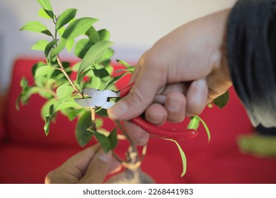 Periodic pruning activity, hands on the bonsai tree pruning leaves with pliers - Powered by Shutterstock