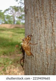 Periodical Cicadas In Garden Of Thailand 