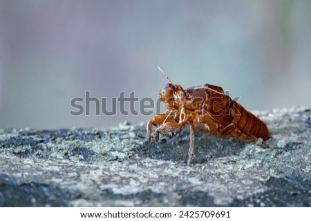 Periodical cicadas are perched on leaves and tree trunks