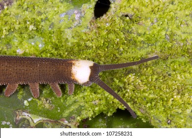 Peripatus (velvet Worm)