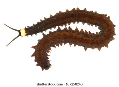 Peripatus (velvet Worm)