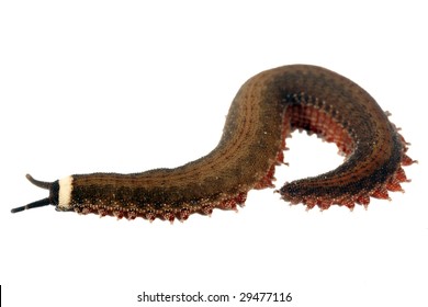 Peripatus (Velvet Worm)