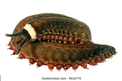 Peripatus (Velvet Worm)