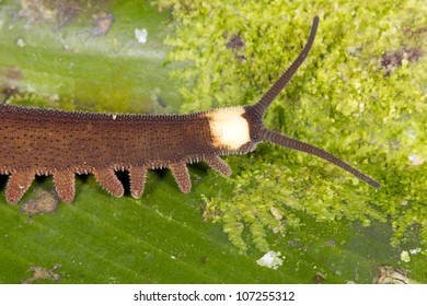 Peripatus (velvet Worm) Close Up Of Head