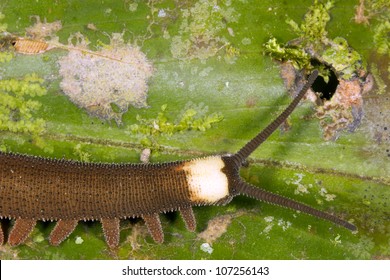 Peripatus (velvet Worm) Close-up Of Head