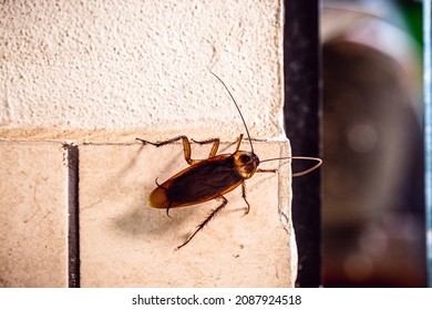 Periplaneta cockroach, known as red cockroach or American cockroach,walking along the wall of the house, fear of cockroach