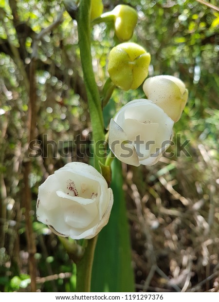 Peristeria Elata Holy Spirit Orchid