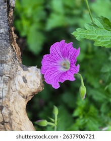 periwinkle by treestump in garden