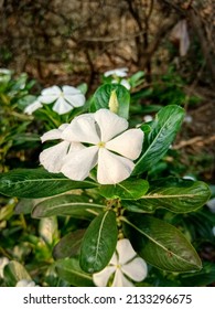 Periwinkle Flower Blossom Beautifully In Garden With Morning Sunlight. Petals Covered With Dust Particles.