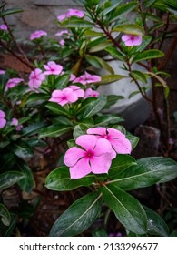 Periwinkle Flower Blossom Beautifully In Garden With Morning Sunlight. Petals Covered With Dust Particles.