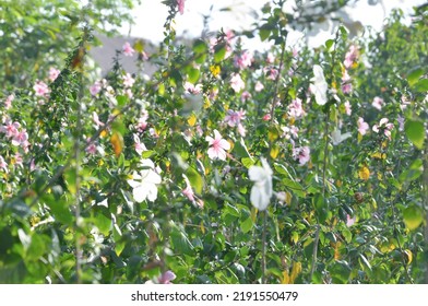 Periwinkle Flower Garden Sun Bathing At The Park