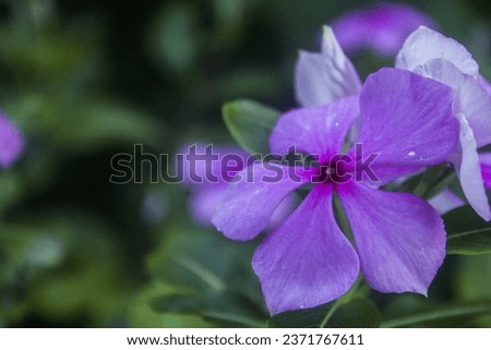 Periwinkle flowers in the garden. Periwinkle flowers come in many colors: white, red, pink. They are large in size and flower all year round