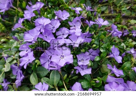 Periwinkle is an herbaceous perennial evergreen ground cover in the Apocynaceae (dogbane) family. 
