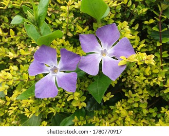 Periwinkle In A South Oxfordshire Garden