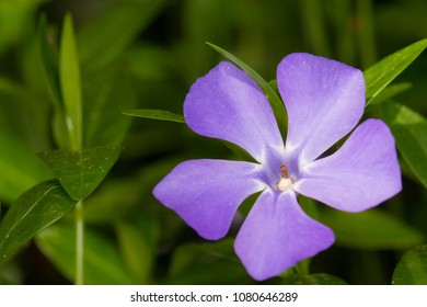 Periwinkle / Vinca Major