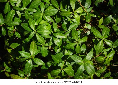 Periwinkle (Vinca minor) fresh foliage evergreen maintenance-free ground cover plant - Shutterstock ID 2226744941
