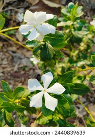 periwinkle, Vinca Rosea, Madagascar Periwinkle, White periwinkle
#whiteflowers #periwinkle