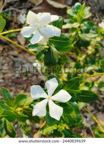 periwinkle, Vinca Rosea, Madagascar Periwinkle, White periwinkle
#whiteflowers #periwinkle