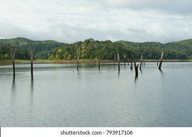 Periyar National Park , Periyar Tiger Reserve In Kerala India