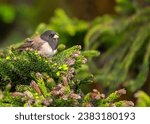 Perky dark-eyed junco (Junco hyemalis) spotted outdoors in North America. Small songbird with a slate-gray back, white belly, and dark eyes.