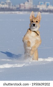 A Perky And Fun Canaan Dog Walk In Winter.