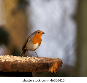 Perky Robin