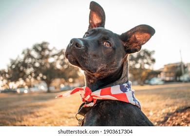 A perky-eared puppy with an American Flag bandana looks coyly toward the camera. Pit Bull, German Shepherd, Boxer, Bulldog, Siberian Husky, Rottweiler Mix. - Shutterstock ID 1903617304