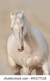 Perlino Akhal Teke Horse  Portrait 