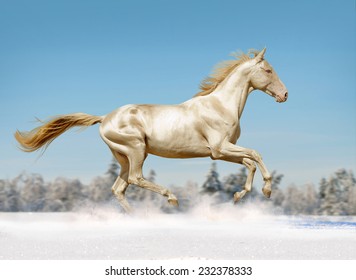 perlino akhal-teke stallion in snow