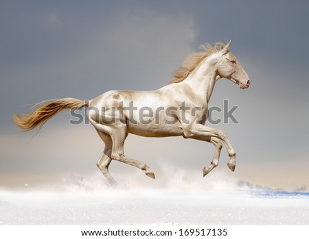 perlino akhal-teke stallion in snow