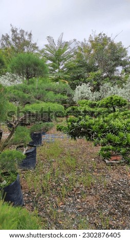 Perm pine in the garden outdoor park  image from Bangkok Thailand 