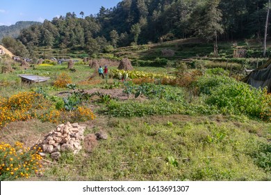 Permaculture Farm In Rural Nepal