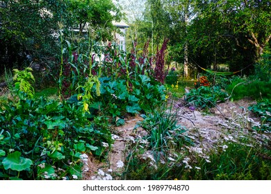 Permaculture garden in end of august 2020