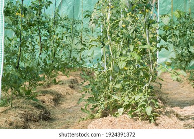 Permaculture In Greenhouse With Plants Of Tomatoes And Dried Grass Or Straws Between The Lines Without Watering During The Summer.