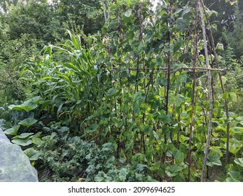Permaculture vegetable garden with a milpa bed, a mixed crop of corn, squash and pole beans