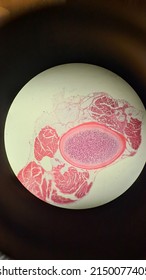 Permanent Preparation Of Rabbit Rib Hyaline Cartilage, Microscopic Photo