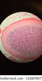 Permanent Preparation Of Rabbit Rib Hyaline Cartilage, Microscopic Photo